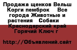 Продажа щенков Вельш Корги пемброк  - Все города Животные и растения » Собаки   . Краснодарский край,Горячий Ключ г.